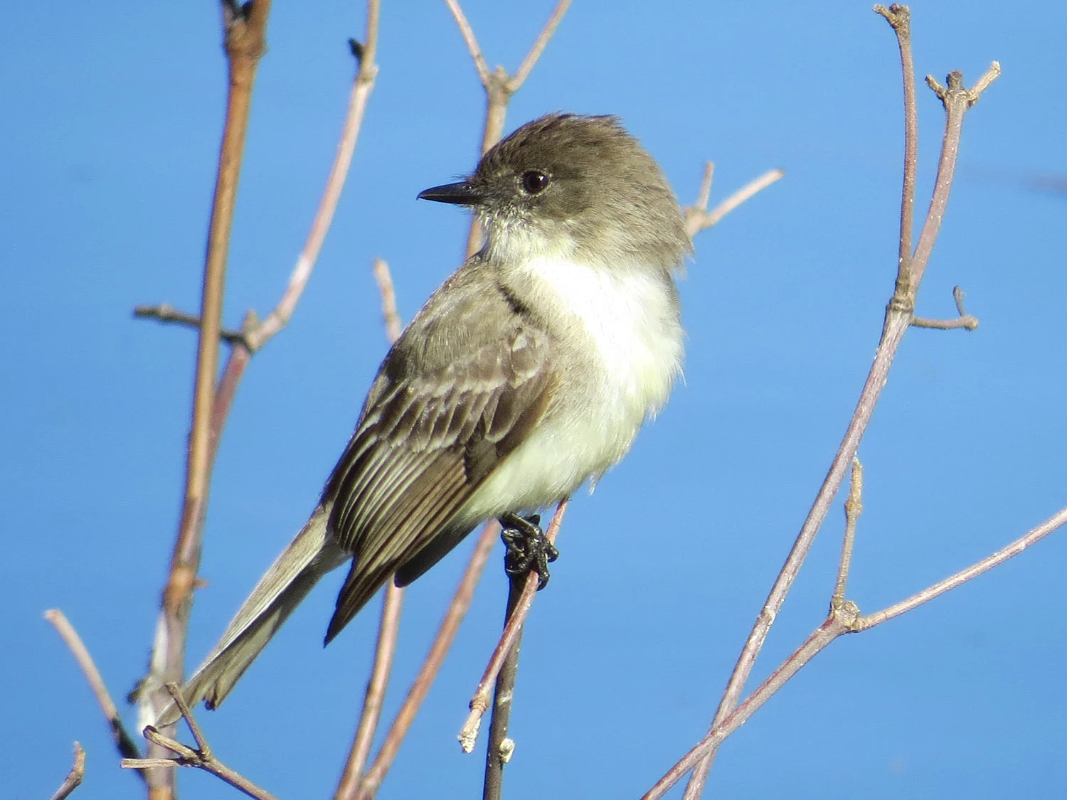Eastern Phoebe — Susan Kirby